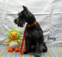 AKC Suzy, a female Miniature Schnauzer for sale in Marionville, MO – Photo 4 of 6