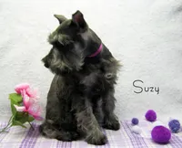 AKC Suzy, a female Miniature Schnauzer for sale in Marionville, MO – Photo 2 of 5