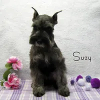AKC Suzy, a female Miniature Schnauzer for sale in Marionville, MO – Photo 5 of 6