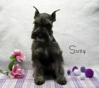 AKC Suzy, a female Miniature Schnauzer for sale in Marionville, MO – Photo 1 of 5