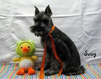 AKC Suzy, a female Miniature Schnauzer for sale in Marionville, MO – Photo 2 of 6