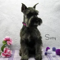 AKC Suzy, a female Miniature Schnauzer for sale in Marionville, MO – Photo 6 of 6
