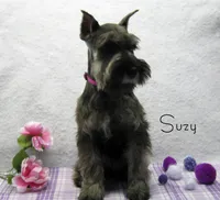 AKC Suzy, a female Miniature Schnauzer for sale in Marionville, MO – Photo 4 of 5