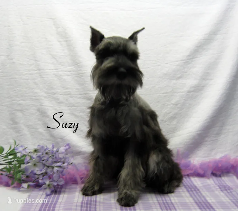 AKC Suzy – Miniature Schnauzer puppy for sale in Marionville, MO