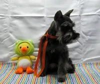AKC Suzy, a female Miniature Schnauzer for sale in Marionville, MO – Photo 3 of 6