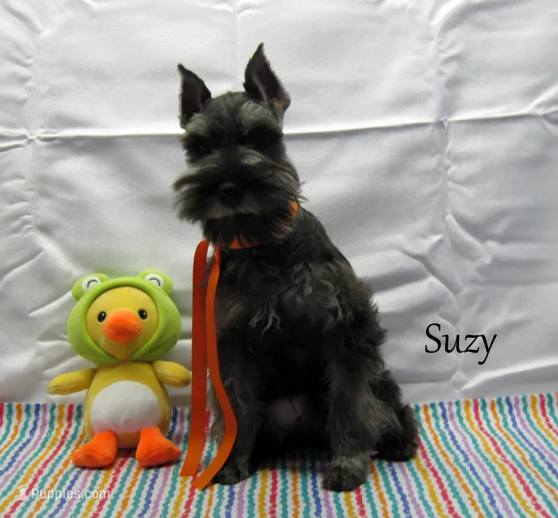 AKC Suzy – Miniature Schnauzer puppy for sale in Marionville, MO
