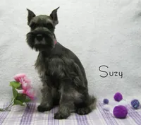 AKC Suzy, a female Miniature Schnauzer for sale in Marionville, MO – Photo 5 of 5