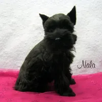 AKC Nala, a female Miniature Schnauzer for sale in Marionville, MO – Photo 4 of 5