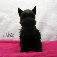 AKC Nala, a female Miniature Schnauzer for sale in Marionville, MO – Photo 1 of 5