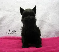 AKC Nala, a female Miniature Schnauzer for sale in Marionville, MO – Photo 1 of 5