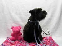 AKC Nala, a female Miniature Schnauzer for sale in Marionville, MO – 3 of 6