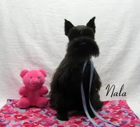 AKC Nala, a female Miniature Schnauzer for sale in Marionville, MO – 4 of 6