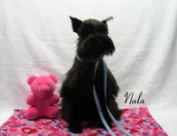AKC Nala, a female Miniature Schnauzer for sale in Marionville, MO – 5 of 6