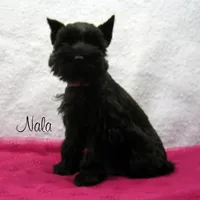 AKC Nala, a female Miniature Schnauzer for sale in Marionville, MO – Photo 5 of 5