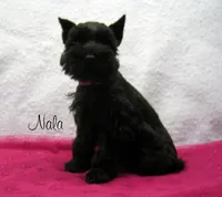 AKC Nala, a female Miniature Schnauzer for sale in Marionville, MO – Photo 5 of 5