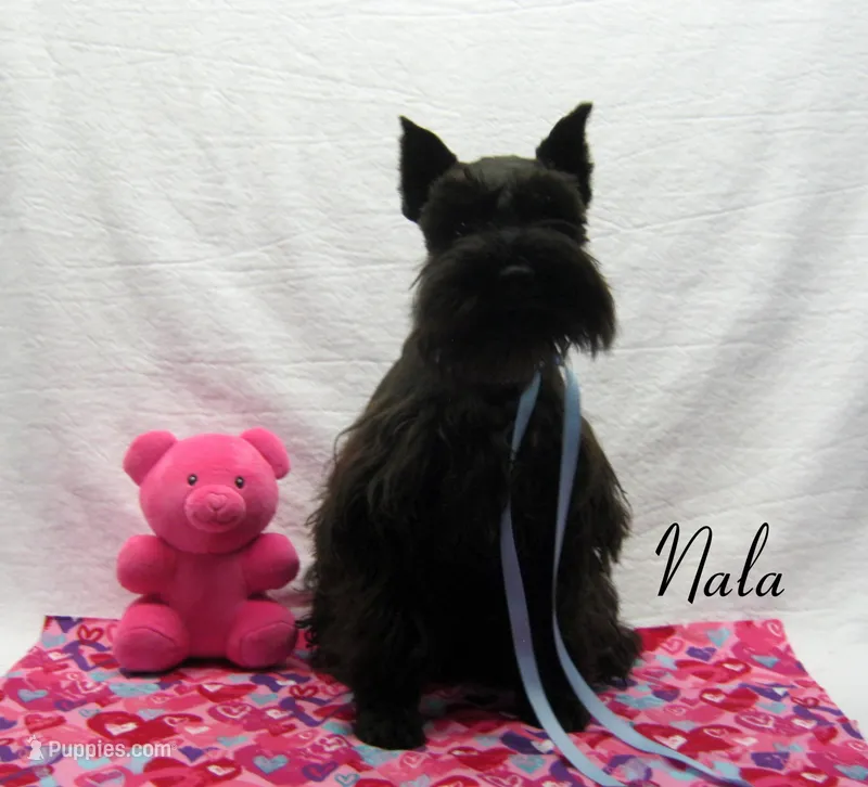 AKC Nala, a female Miniature Schnauzer for sale in Marionville, MO – Photo 1 of 3