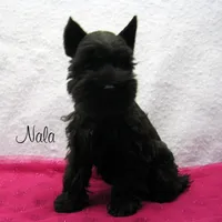 AKC Nala, a female Miniature Schnauzer for sale in Marionville, MO – Photo 2 of 5