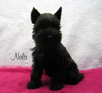 AKC Nala, a female Miniature Schnauzer for sale in Marionville, MO – Photo 2 of 5