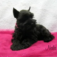 AKC Nala, a female Miniature Schnauzer for sale in Marionville, MO – Photo 3 of 5