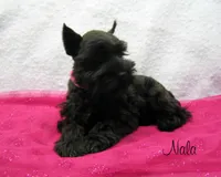 AKC Nala, a female Miniature Schnauzer for sale in Marionville, MO – Photo 3 of 5