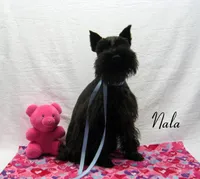 AKC Nala, a female Miniature Schnauzer for sale in Marionville, MO – Photo 2 of 3