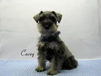 AKC Cacey, a male Miniature Schnauzer for sale in Marionville, MO – 3 of 6