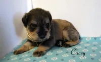 AKC Cacey, a male Miniature Schnauzer for sale in Marionville, MO – 3 of 5
