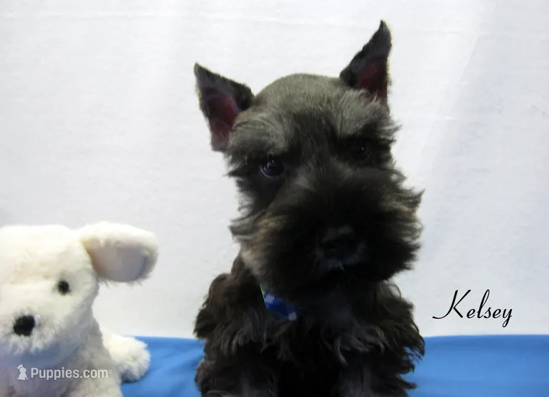 AKC Kelsey – Miniature Schnauzer puppy for sale in Marionville, MO