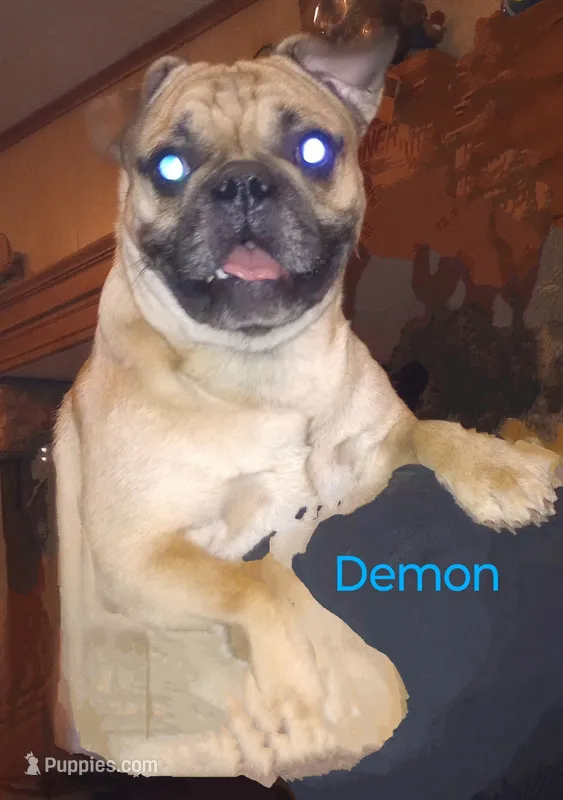 Demon