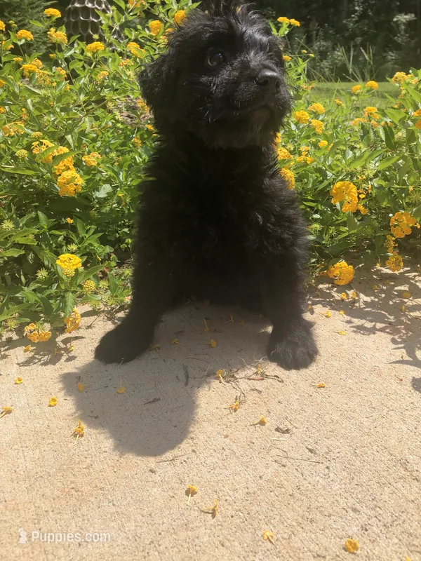 Female 1  – Bouvier des Flandres puppy for sale in Homer, GA