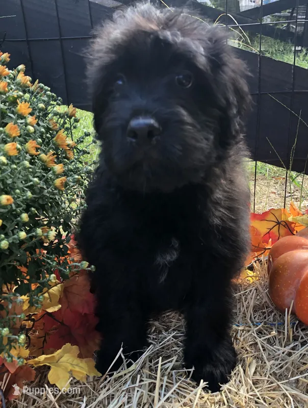 Boy 1  – Bouvier des Flandres puppy for sale in Homer, GA
