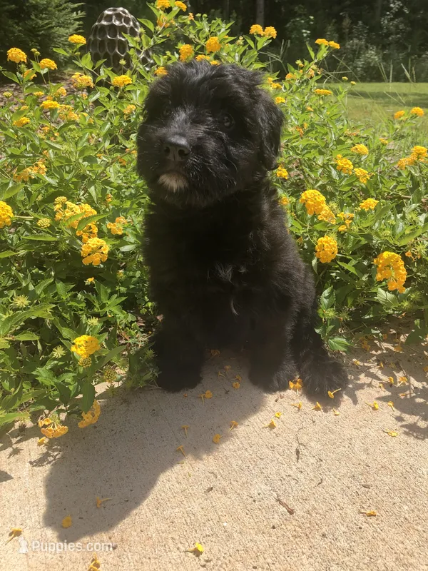 Female 2  – Bouvier des Flandres puppy for sale in Homer, GA