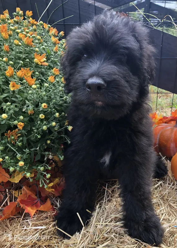 Boy 2  – Bouvier des Flandres puppy for sale in Homer, GA