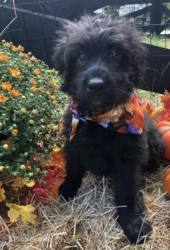 Female 1 – Bouvier des Flandres puppy for sale in Homer, GA