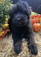 Boy 2 , a male Bouvier des Flandres for sale in Homer, GA – 2 of 2