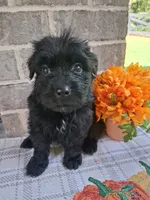 Boy 2 , a male Bouvier des Flandres for sale in Homer, GA – 2 of 2
