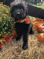 Female 1, a female Bouvier des Flandres for sale in Homer, GA – 2 of 2