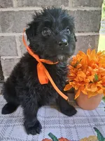 Female 2 , a female Bouvier des Flandres for sale in Homer, GA – 1 of 1