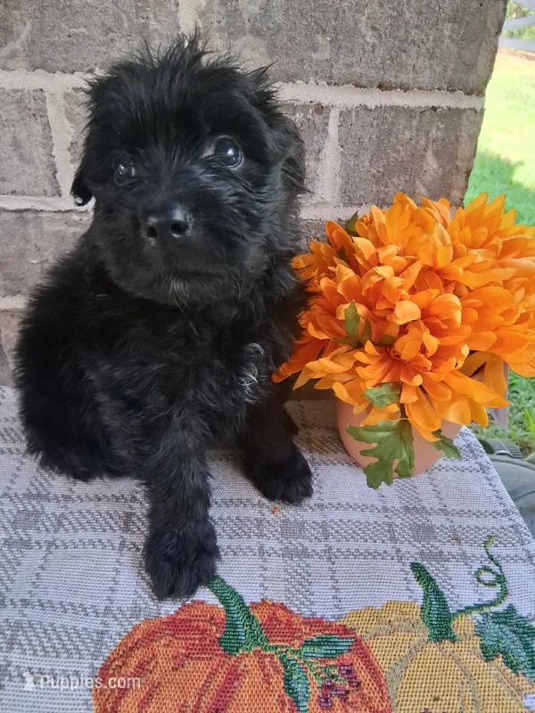 Boy 2  – Bouvier des Flandres puppy for sale in Homer, GA