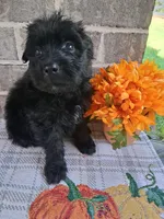 Boy 2 , a male Bouvier des Flandres for sale in Homer, GA – 1 of 2