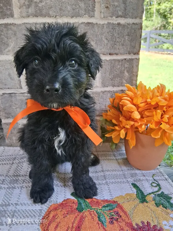 Female 1  – Bouvier des Flandres puppy for sale in Homer, GA