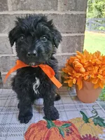 Female 1 , a female Bouvier des Flandres for sale in Homer, GA – 1 of 1
