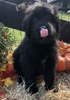 Boy 1 , a male Bouvier des Flandres for sale in Homer, GA – 2 of 2