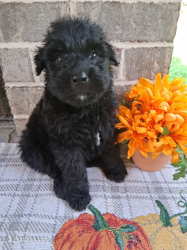 Boy 1  – Bouvier des Flandres puppy for sale in Homer, GA