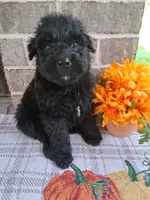 Boy 1 , a male Bouvier des Flandres for sale in Homer, GA – 1 of 2