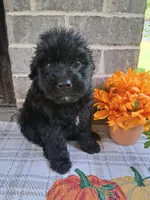 Boy 1 , a male Bouvier des Flandres for sale in Homer, GA – 2 of 2