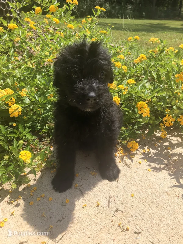Female 3  – Bouvier des Flandres puppy for sale in Homer, GA