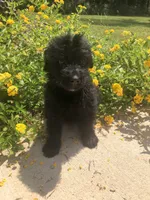 Female 3 , a female Bouvier des Flandres for sale in Homer, GA – 1 of 1