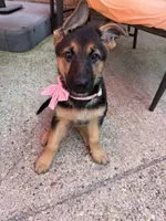 Princess , a female German Shepherd Dog for sale in Morton Grove, IL – 4 of 6