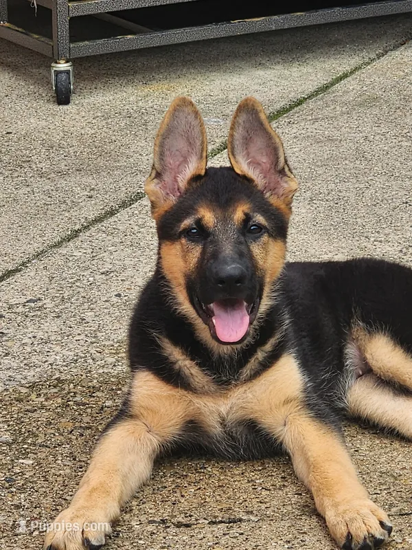 Princess  – German Shepherd Dog puppy for sale in Morton Grove, IL